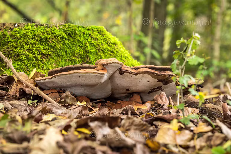 2020 10 23 Herfst plaatjes